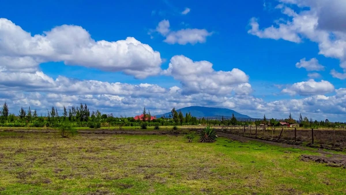 Kimisitu Olives, Koma Hill, Kangundo Road slide 1