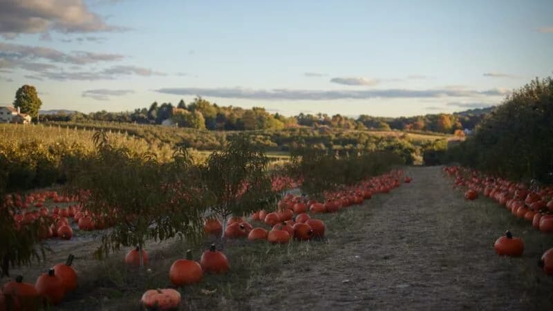Factors that impact land value